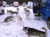 arcticpackandcoiregroganataviemore05_small.jpg