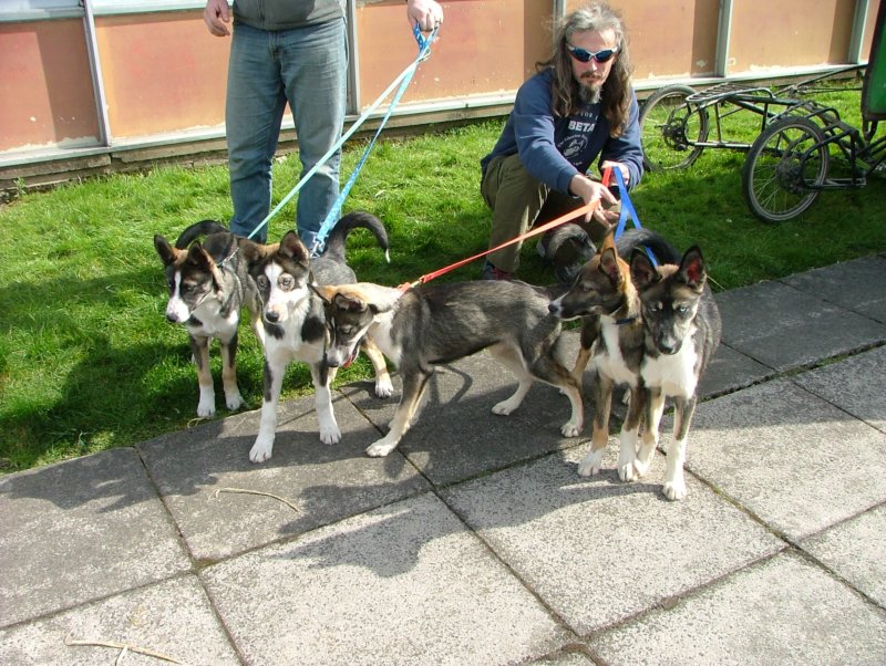 fiveoftheeightsnopeakpuppies.jpg