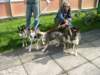 fiveoftheeightsnopeakpuppies_small.jpg