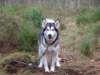 malamutefriendrekkaownedbykennyandpauline_small.jpg