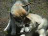 norrisandtico20604_small.jpg