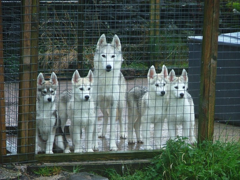 puppiesandmum11weeks.jpg