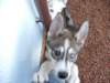 puppyharrisownedbymikemcrae_small.jpg
