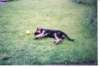 puppywitchy_small.jpg