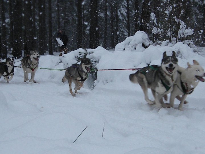 happydogs.jpg