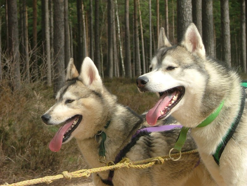 happydogs2.jpg