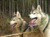 happydogs2_small.jpg