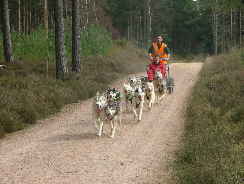 moleading10dogteam.jpg