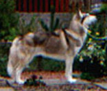 pedigrees_site002001.jpg