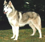pedigrees_site004001.jpg