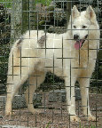 pedigrees_site005003.jpg