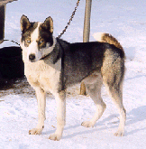 pedigrees_site006001.gif