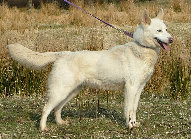 pedigrees_site006002.jpg